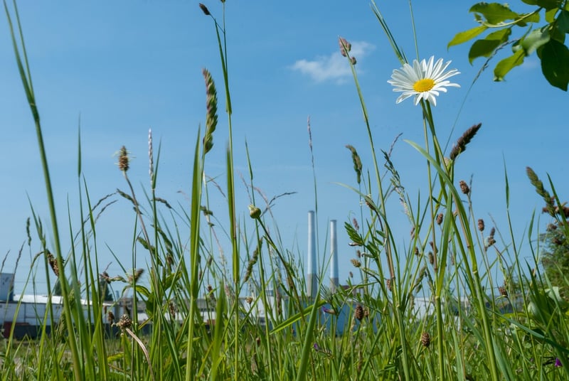 Green Haven Haven