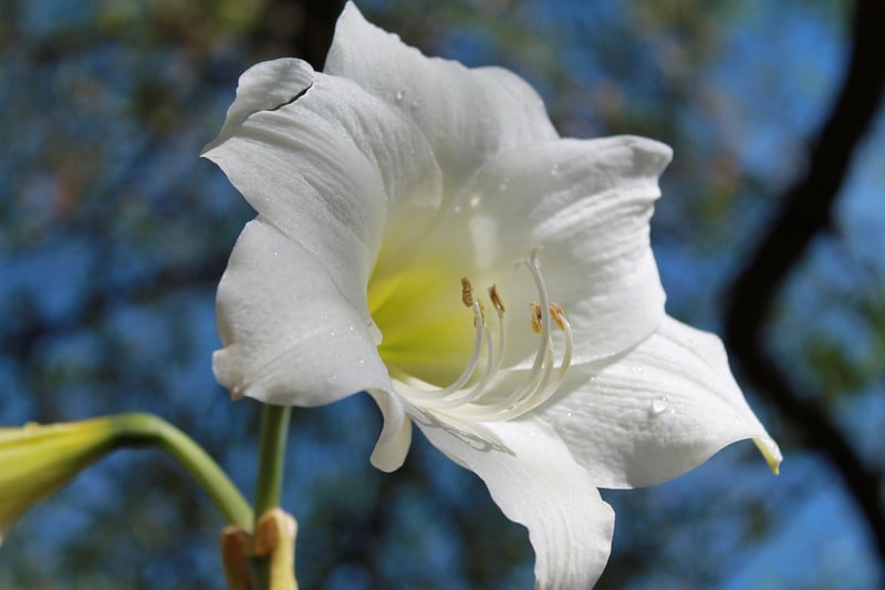 Belladonna