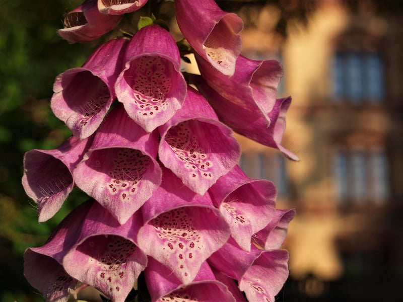 Foxglove