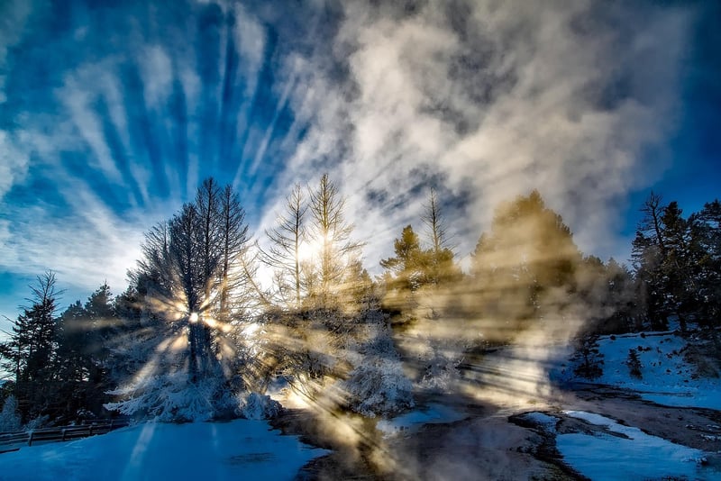 Forest Sunlight