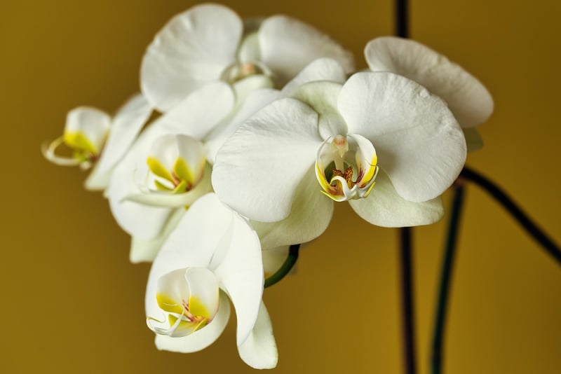 Orchid Flower