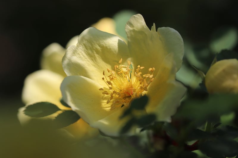 Rose petals