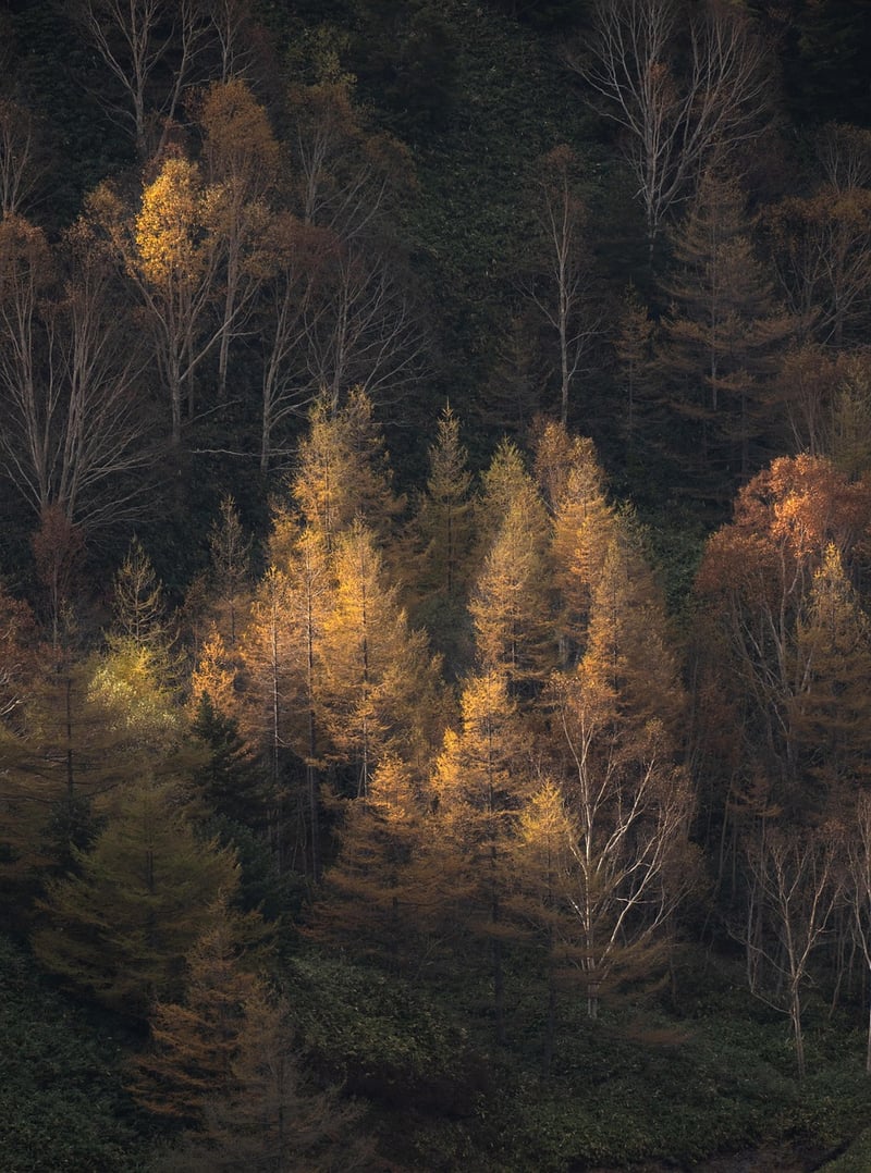 Sunrise in the Forest